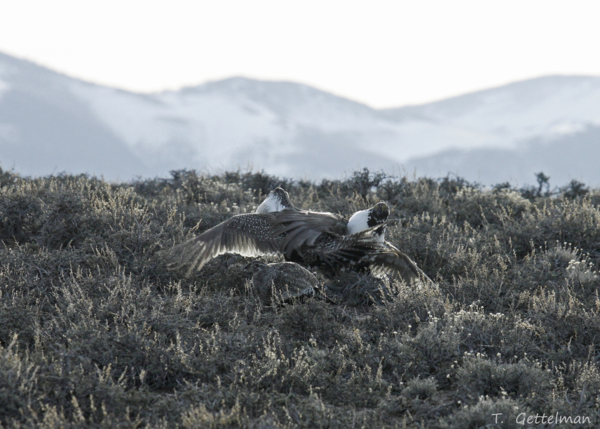 two birds flapping their wings at each other in a field of sagebrush