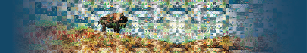 A collage of images make up the background, with a buffalo fairly prominent