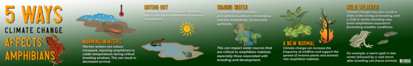 An infographic describing the five ways climate change affects amphibians.
