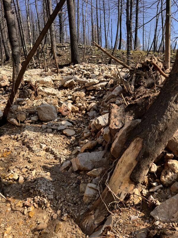 deposit of rocks, mud, and woody debris against a damaged tree