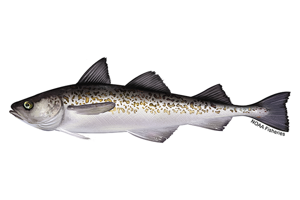 Graphic depiction of a gray and black fish with yellowish markings on its side