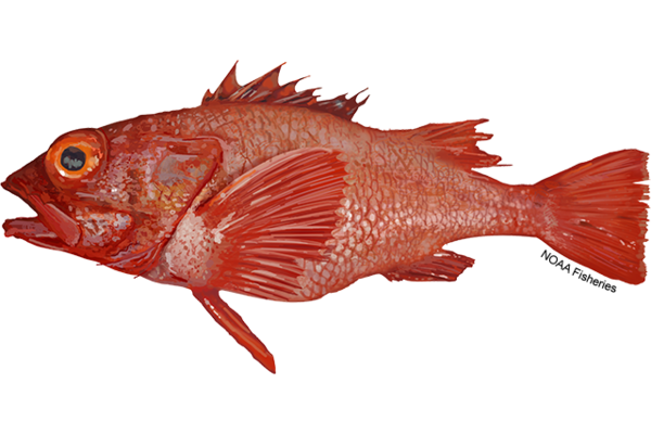 Graphic depiction of a reddish fish with large eyes