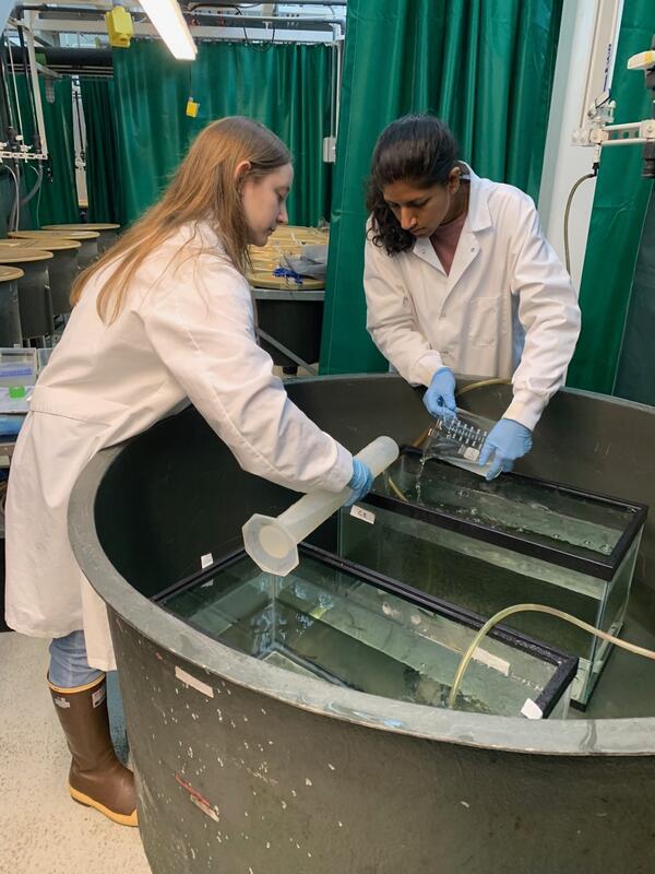 scientists exposing fish to 6ppd-quinone in the wetlab