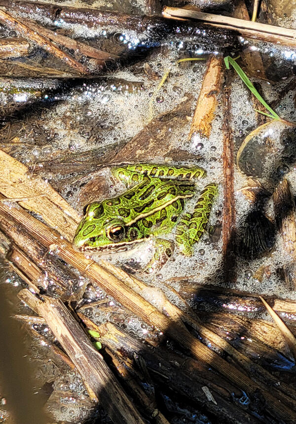 Leopard Frog in Phragmites