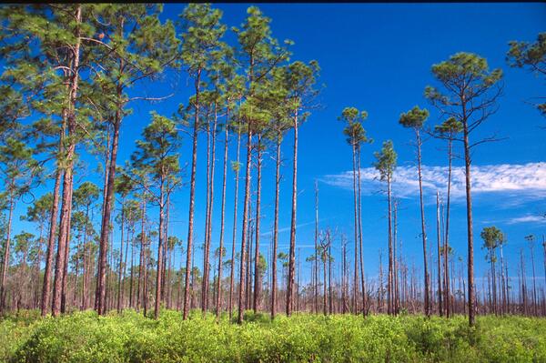 Tall pine trees stand in sparse rows against a blue sky