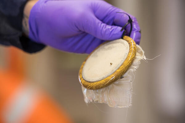 Shrimp are tested for levels of toxins found in Harmful Algal Blooms (HABs).