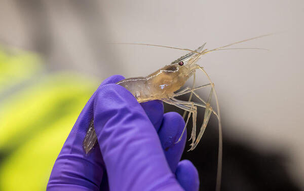 Shrimp are tested for levels of toxins found in Harmful Algal Blooms (HABs).