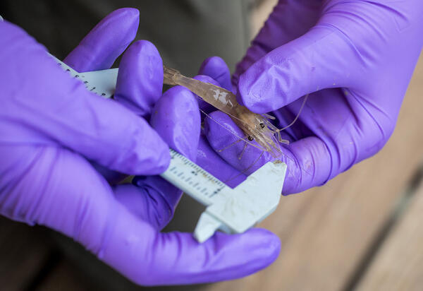 Calipers being used to measure shrimp
