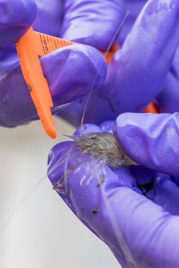 Calipers being used to measure shrimp