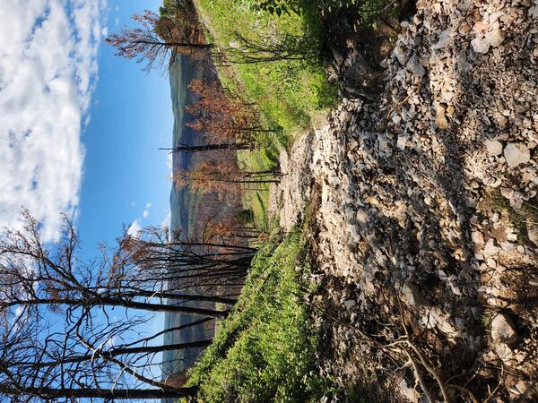 a channel surrounded by grassy slopes and burned trees is filled with mud and other debris