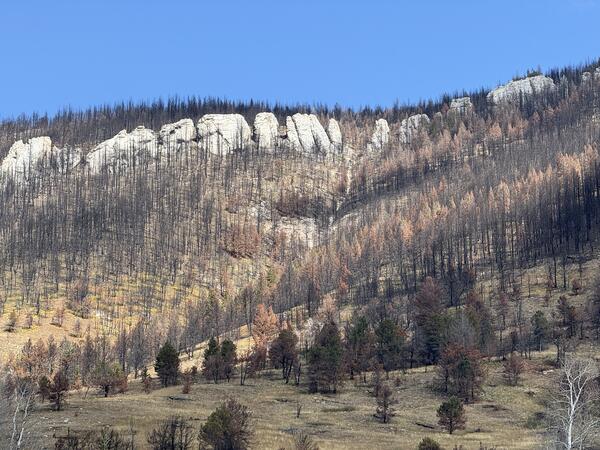 gray rock outcrop at the top of of a hillslope that is covered with burned trees