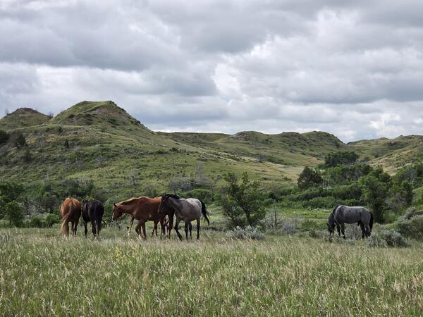 five horses of varying browns, grays, and black coats stand in a green, grassy field with green hills in the background 