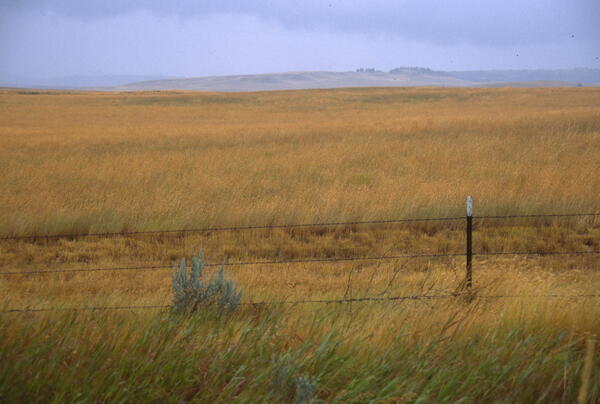 A grassland with a barbed wire fence in the foreground and a rolling hill in the distant background