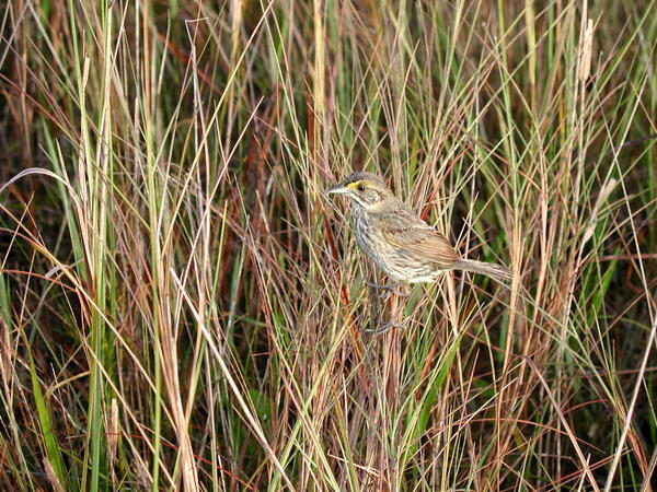 Cape Sable seaside sparrow