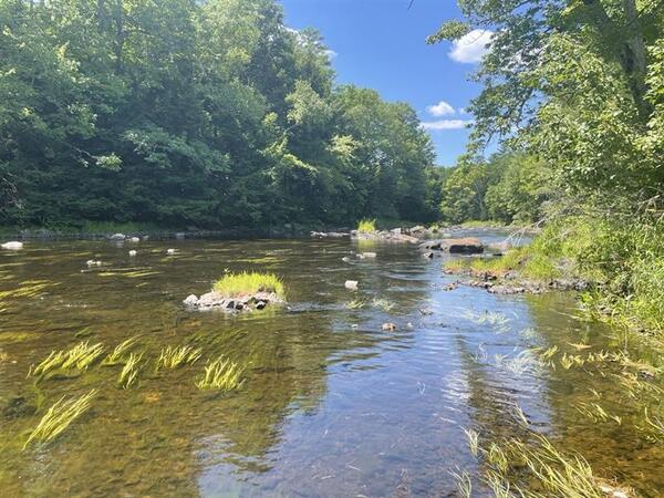 A view of a river with grass growth during the summer.