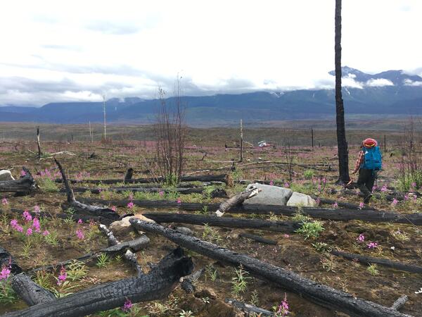 Photo of researcher walking across burned landscape in Alaska.