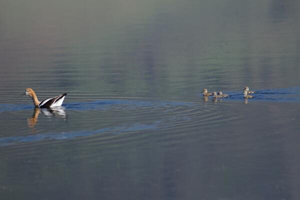 American Avocet birds swimming in a lake. There is an adult followed by five chicks 