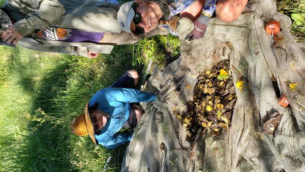 Graduate students are collecting invasive American bullfrog tadpoles in a net