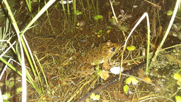Chiricahua leopard frog 