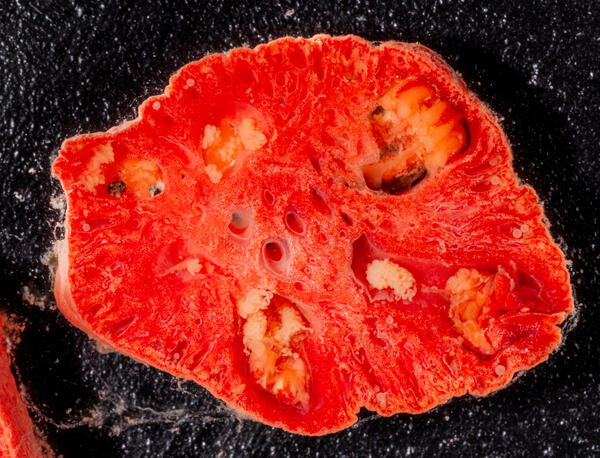 A slice of a red coral