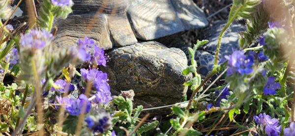 A desert tortoise sleeps in purple Phacelia flowers