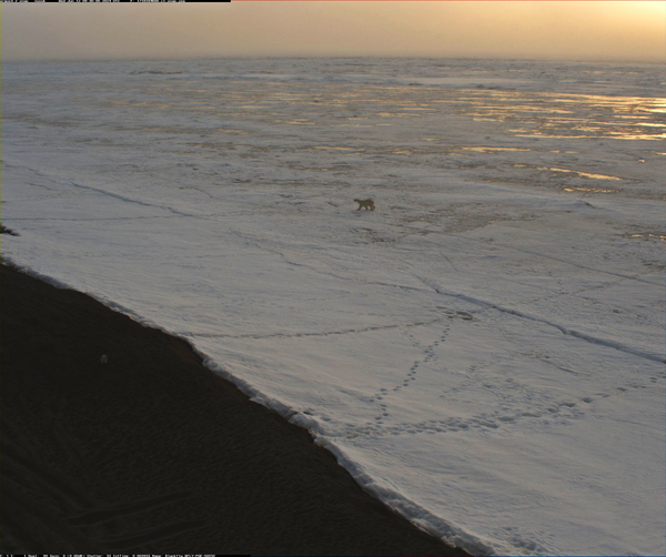 A polar bear walking on sea ice at Nuvuk, Alaska on June 12 2024