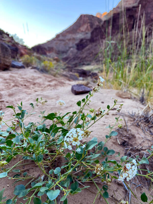 A plant with leaves on long vine-like stalks and small white flowers clustered in a bunch growing out of sand in Grand Canyon