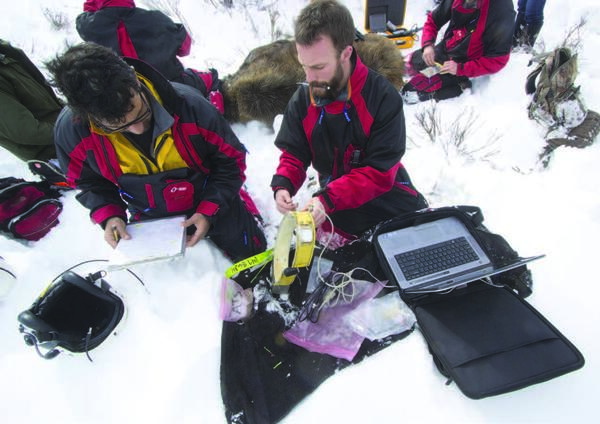 researchers downloading GPS location data from a moose