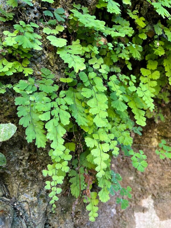 Adiantum capillusveneris (maidenhair fern) with bright green foliage drapes over a rock that has spring water seeping from it