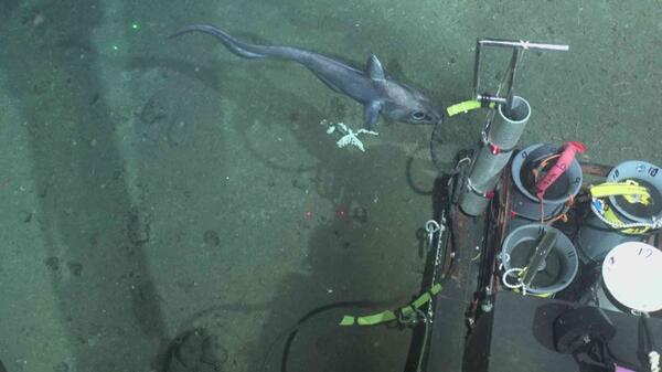 A fish swims over the seafloor near some scientific instruments