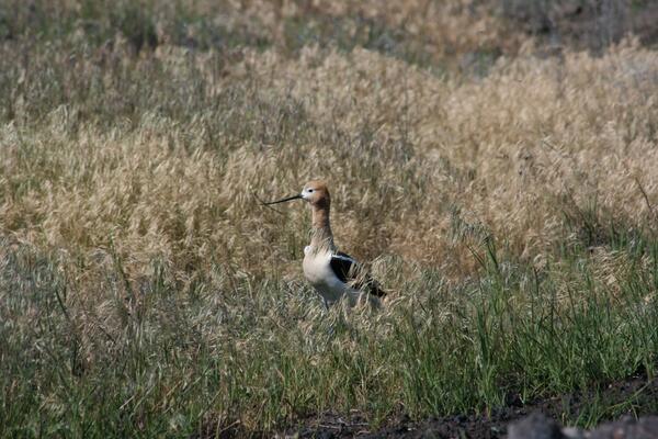 American avocet surrounded by grass. The bird has a tan hear and white body with black wings and a long black beak. 