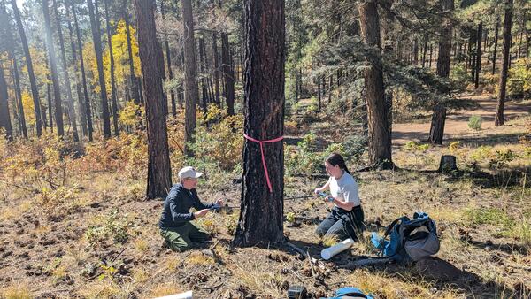two people push small poles into a tree, forest and shrubs in the background