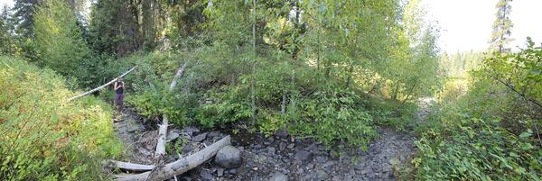 Woman stands in a mostly dry streambed with lots of plants along the banks