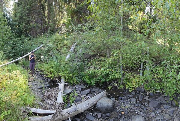 Woman stands in a mostly dry streambed with lots of plants along the banks
