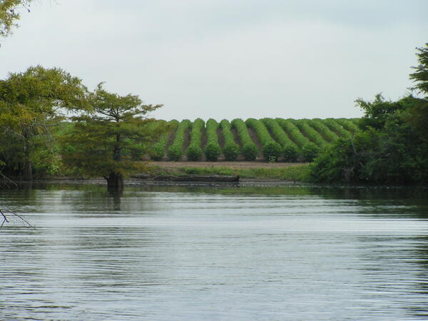  Ancient floodplain of the Lower Mississippi River, sometimes known as The Delta. 