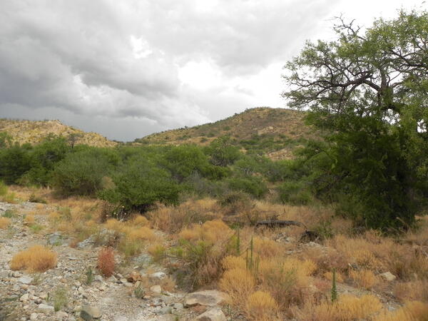 Arrieta Wash in southern Arizona, western yellow-billed cuckoo habitat
