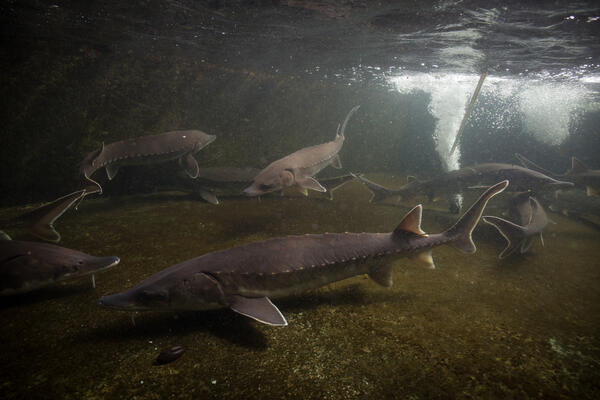 An underwater picture showing several Atlantic Sturgeon swimming. 