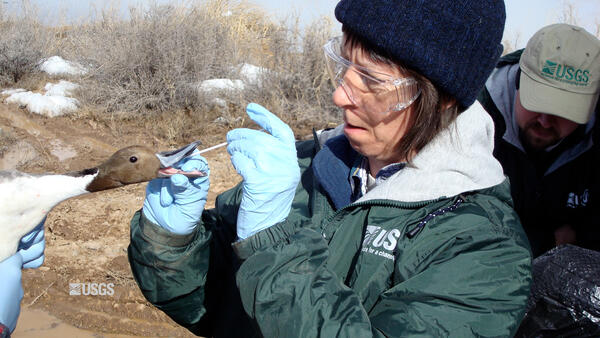 A person swabs the mouth of a duck