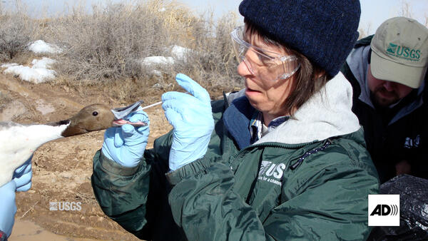 A person swabs a duck's mouth