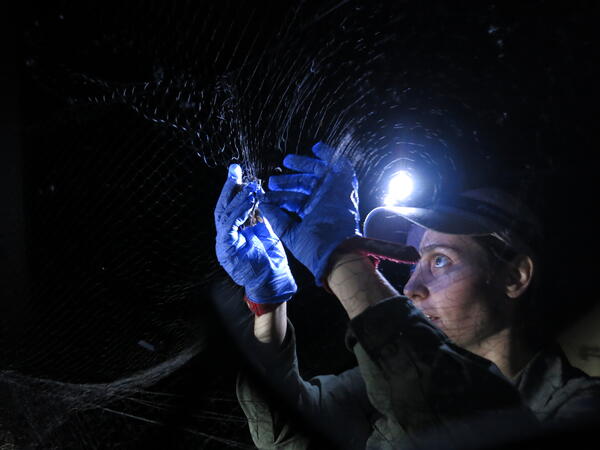 Researcher and long-eared bat