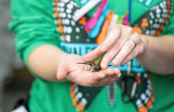 A bird biologist holds a banded ruby-throated humming in their hand. 
