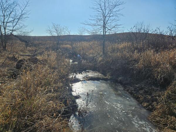 Beaver dam analogue in a small north Missouri stream holding back water and sediment.   