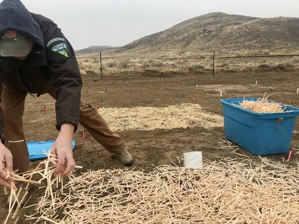 BLM collaborator spreads straw mulch on experimental treatment
