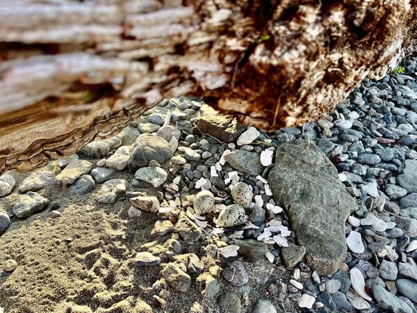 Three white and brown speckled eggs on a rocky beach.