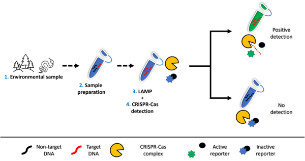  A flow chart demonstrating the steps in detecting environmental DNA using a combined LAMP-CRISPR-Cas assay 