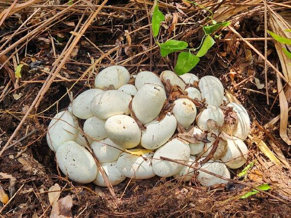 a large nest of twenty or more python eggs with dirt, leaves, and sticks surrounding the eggs
