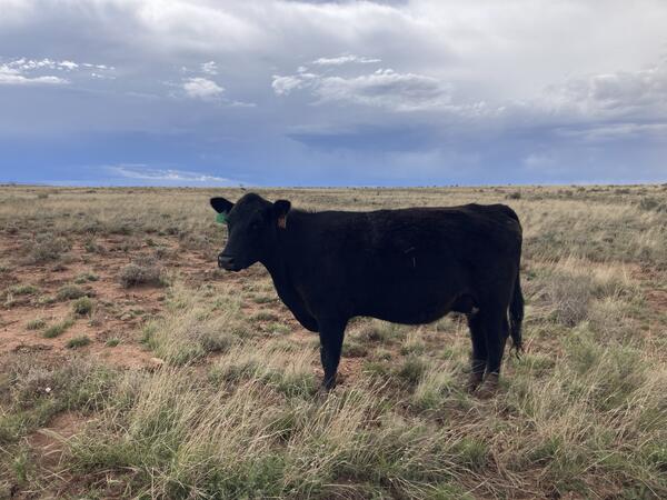A black cow with a green tag in one ear on the range at Bar T Bar Ranch, AZ
