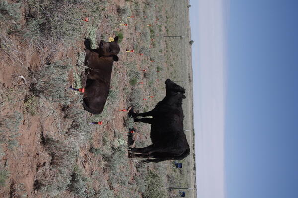 Two cows on the range in a grazing and plant experiment at Bar T Bar Ranch, AZ