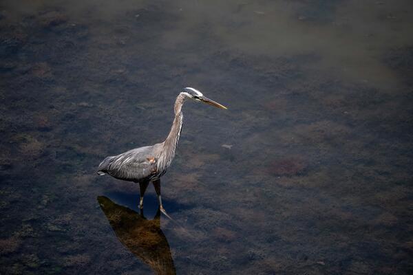 A tall bird with a long neck wades in shallow watter. The bird has grey feathers and a long beak. 
