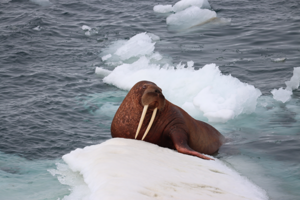 Walrus with large white tusks laying on ice flow.